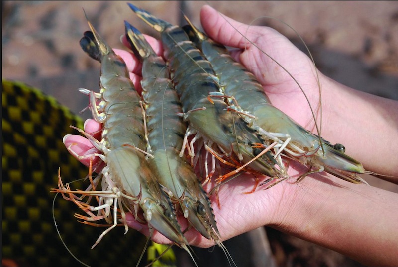 Tôm tươi nguyên liệu làm đậu hũ ky cuộn
