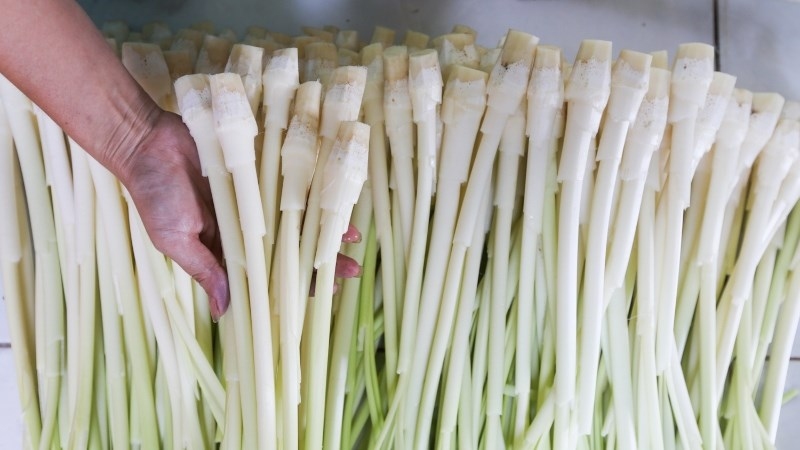 Chọn lựa bồn bồn tươi ngon, có màu trắng sáng