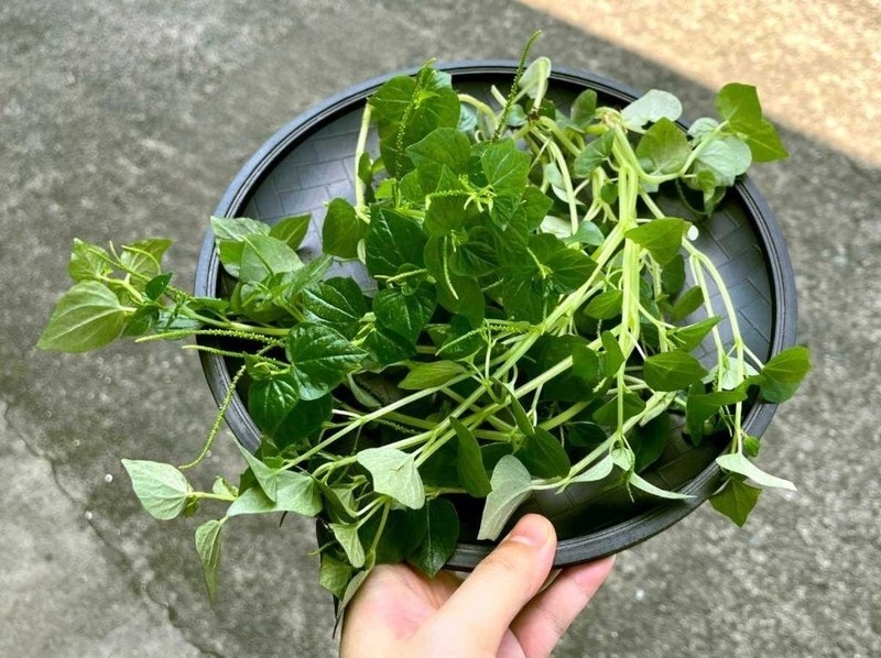 Rau càng cua tươi, xanh, ngọn non