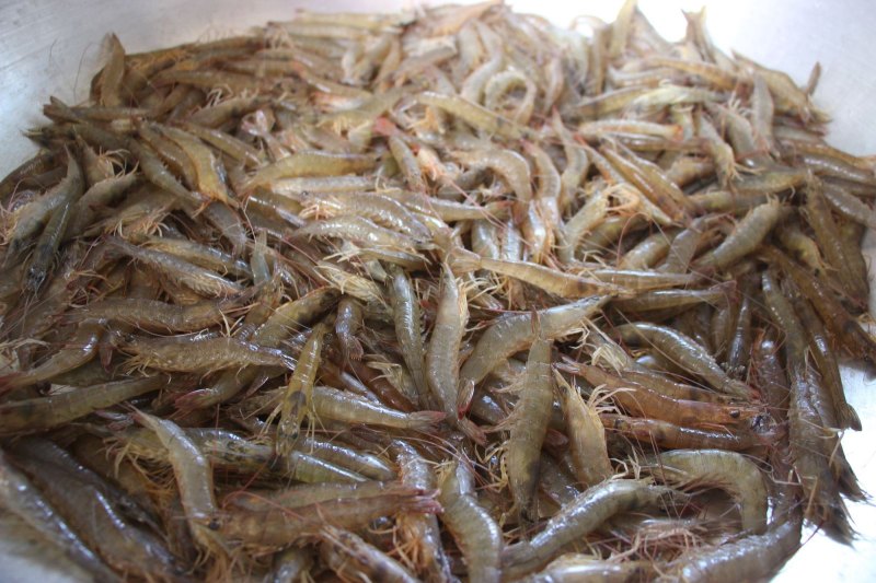 Bí quyết chọn mua tôm sông tươi ngon