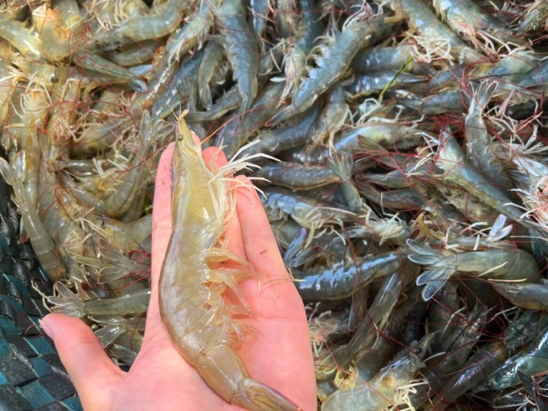 Tôm tươi nguyên con