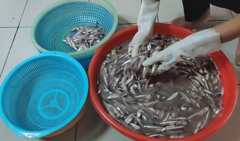 Sơ chế cá cơm trước khi chế biến