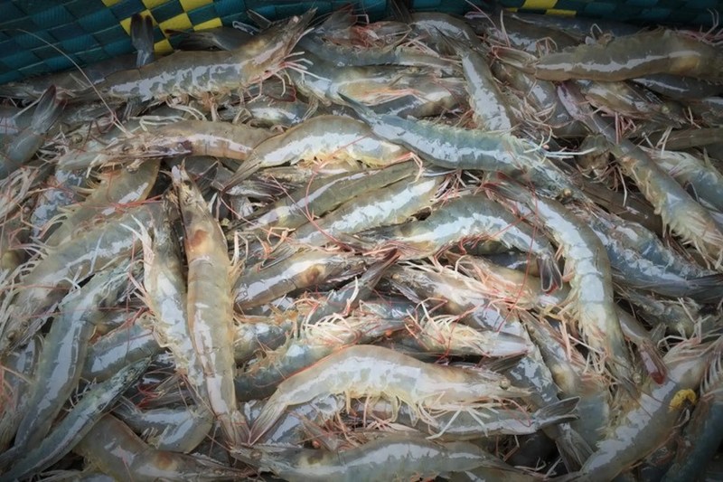 Tôm tươi chuẩn bị làm món chiên hạnh nhân