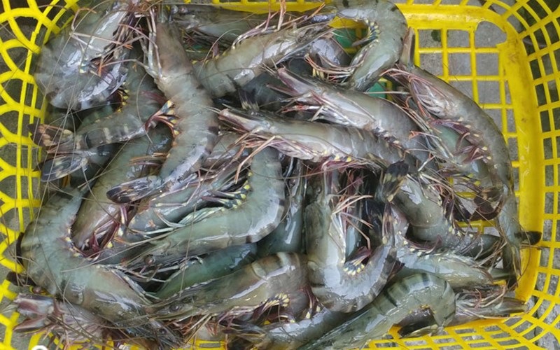 Tôm tươi được rửa sạch và chuẩn bị chế biến