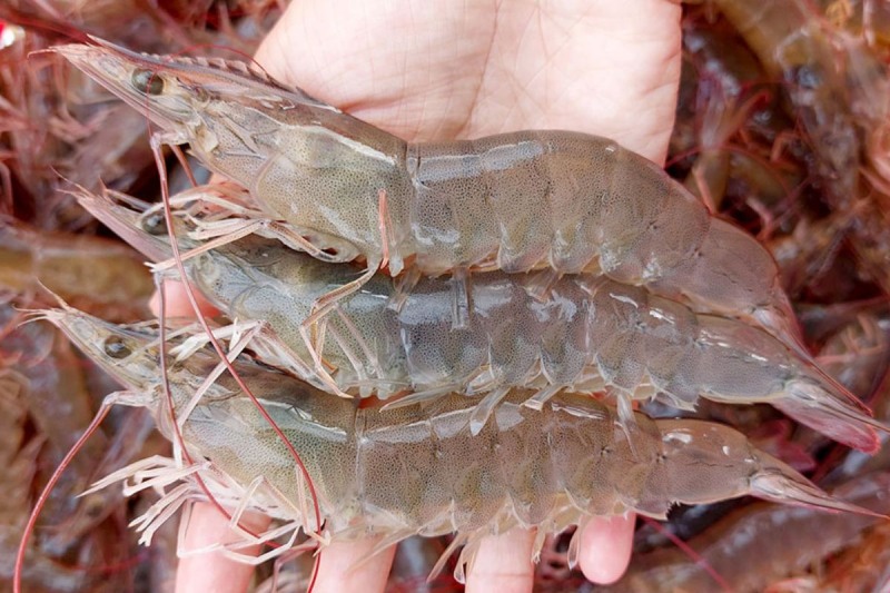 Tôm tươi chuẩn bị làm món tôm chiên trứng