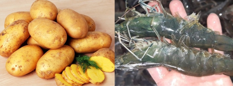 Khoai tây tươi và tôm sú làm nguyên liệu chính cho món tôm cuộn