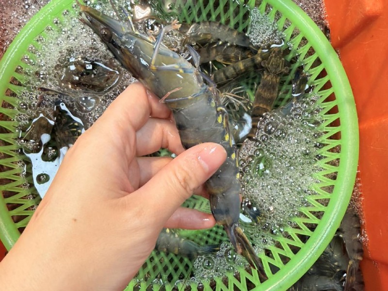 Rửa tôm sú