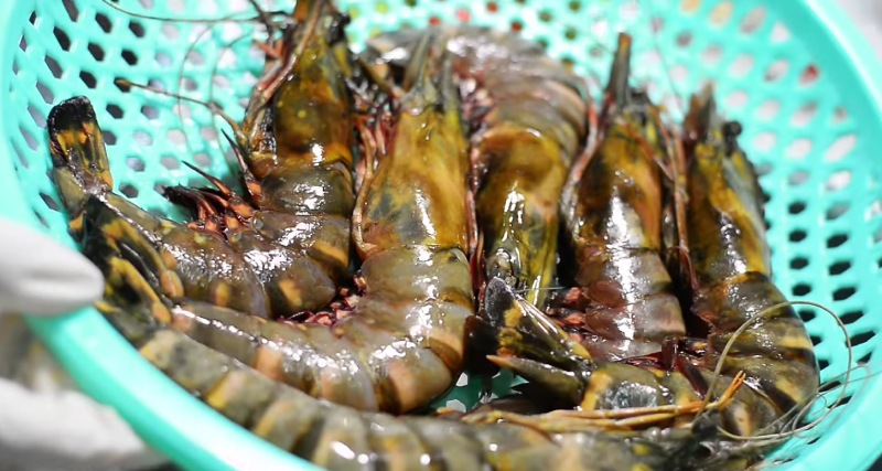 Tôm tươi được cắt bỏ râu và chân