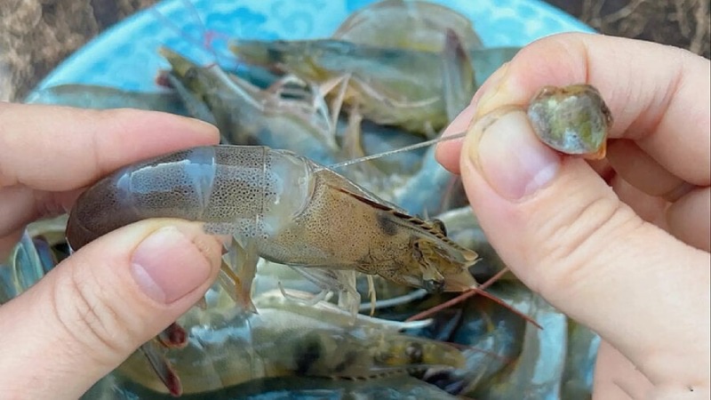 Dùng tay nhẹ nhàng kéo ra chỉ đen ra