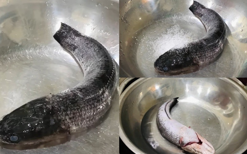 Sơ chế cá lóc sạch nhớt để nấu bánh canh cá lóc Quảng Trị