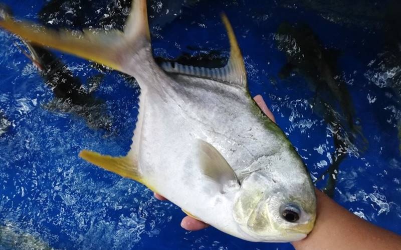 Cá chim trắng tươi sống dùng để nấu bún cá