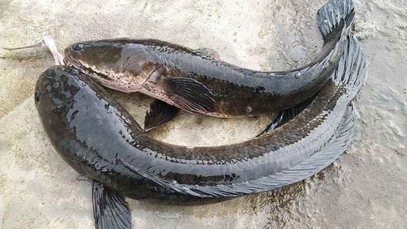 Cá lóc tươi nguyên con dùng nấu bún cá lóc