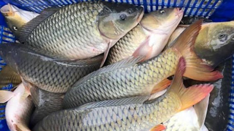 Cá chép tươi nguyên con dùng nấu cá chép sốt cà chua