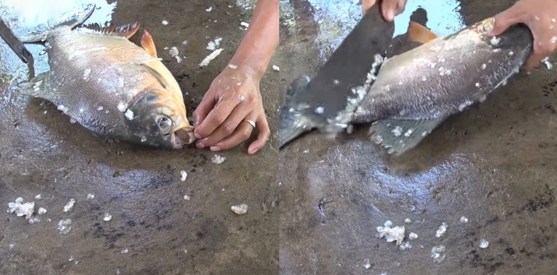 Đánh vảy và làm sạch cá chim trắng
