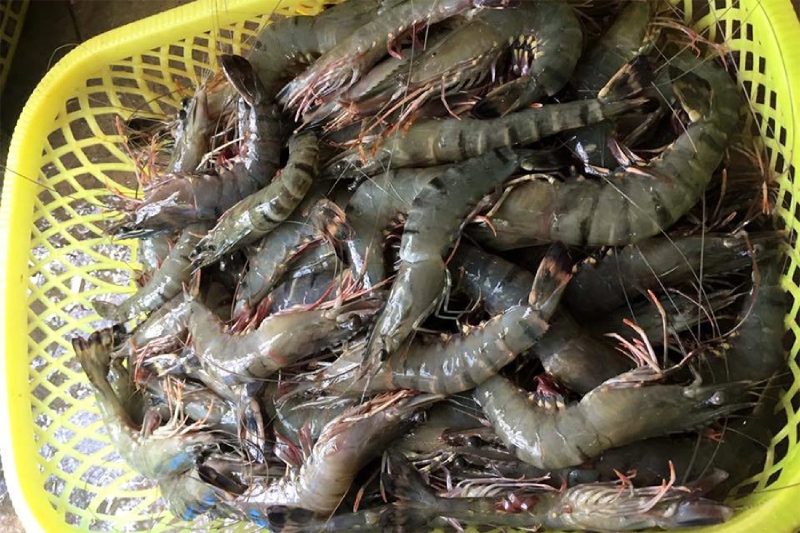 Bí quyết chọn mua tôm sú tươi ngon