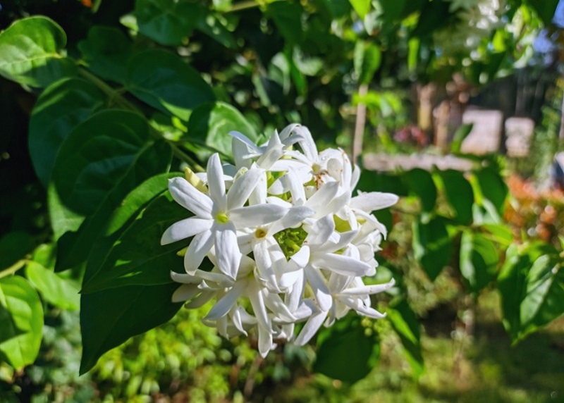 Cây chè vằng