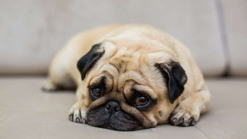 Giống chó Pug có đường hô hấp kém nên không được mang lên máy bay