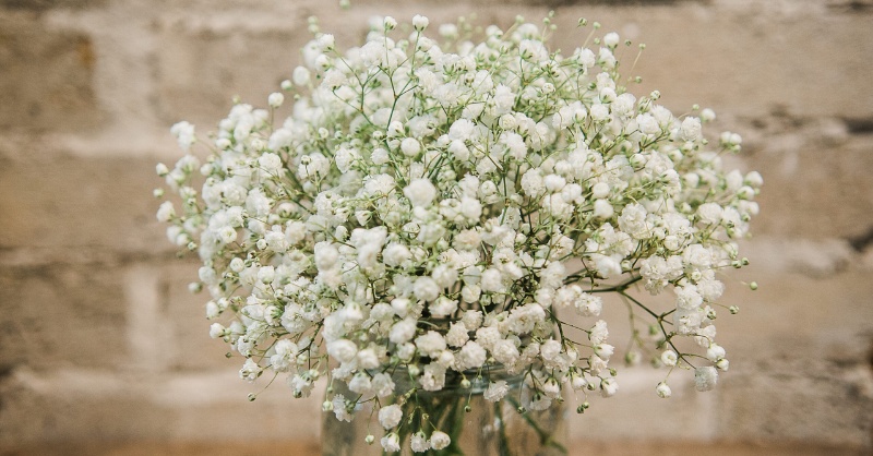 Hoa baby’s breath với những bông nhỏ li ti trắng tinh khiết