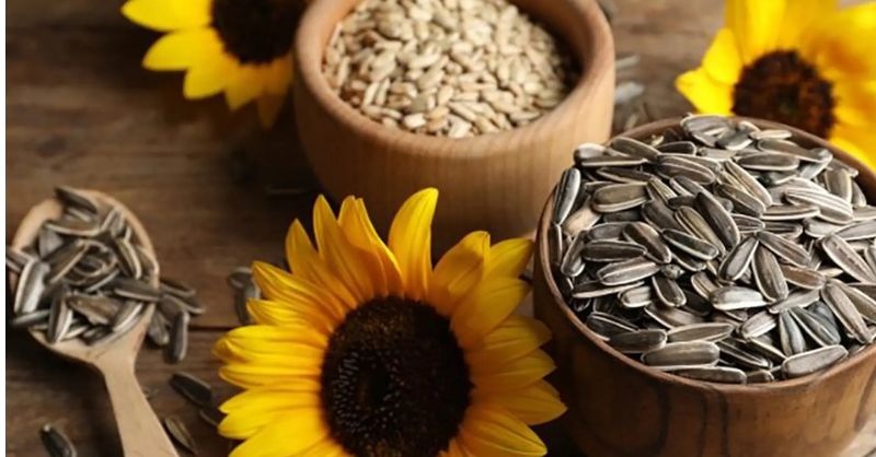 Hạt dưa, hạt hướng dương