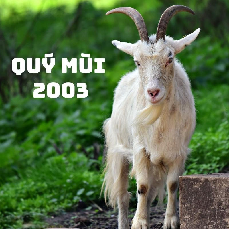 Người sinh năm 2003 tuổi con Dê