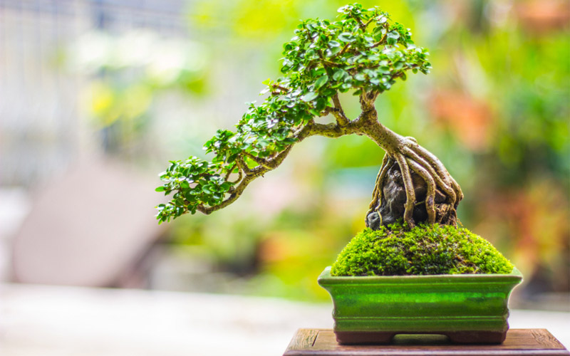 Cây bonsai để bàn có vẻ đẹp độc đáo và tinh tế