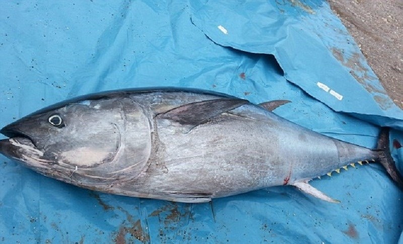 Cá ngừ tươi nguyên con dùng nấu bún