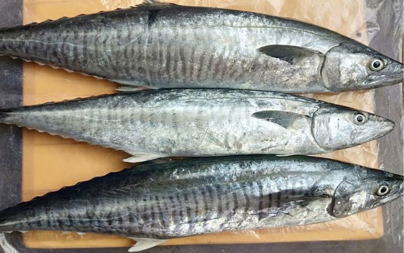 Cá thu tươi nguyên con