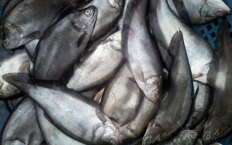 Mẹo chọn mua cá thác lác tươi ngon