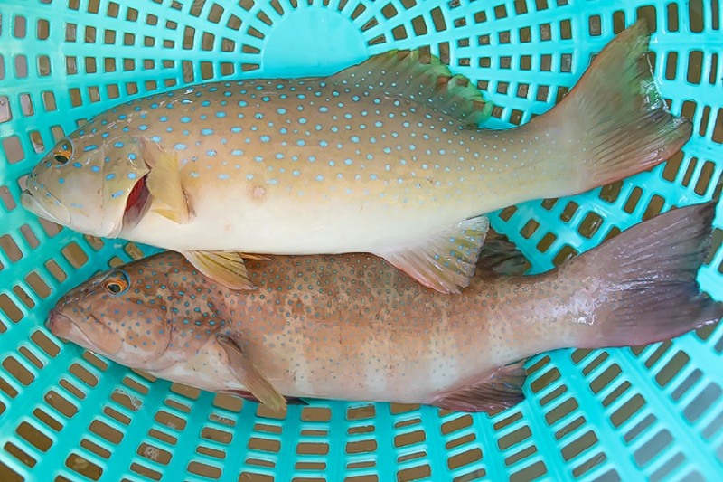 Cá mú tươi nguyên con chuẩn bị hấp dưa