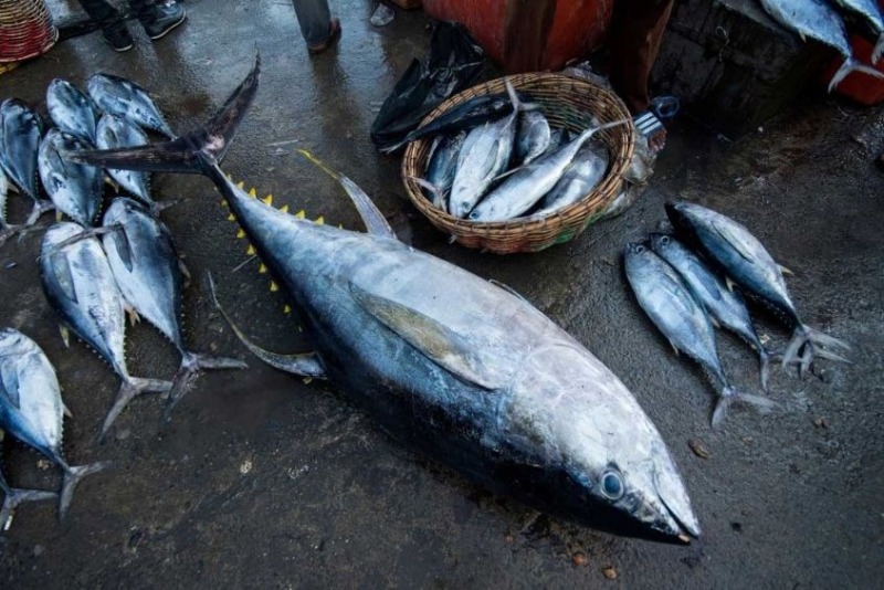 Cá ngừ tươi nguyên con dùng nấu món cá ngừ kho thơm