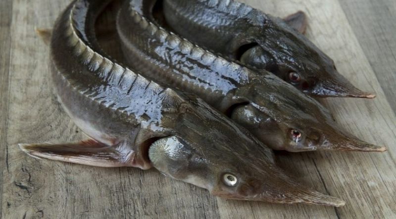 Bí quyết chọn mua cá tầm tươi ngon