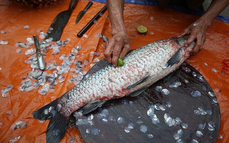 Cạo vảy và làm sạch cá trắm