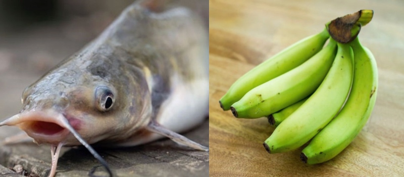 Cá trê và chuối xanh nguyên liệu chính của món ăn