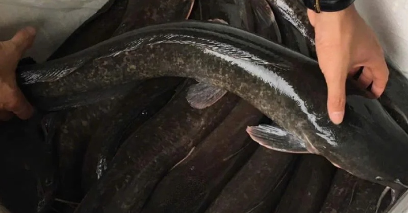 Cá trê tươi dùng nấu cá trê om riềng mẻ