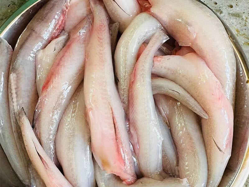 Cá khoai sau khi sơ chế