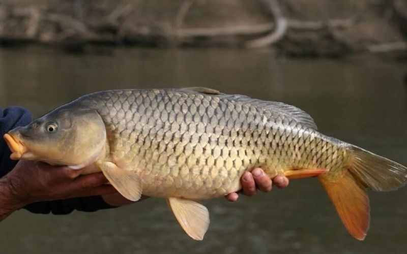 Cá chép giòn tươi ngon