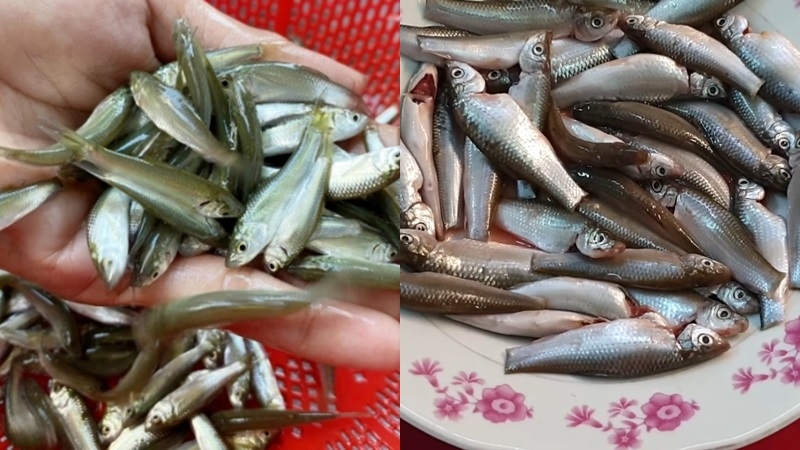 Cá linh tươi được sơ chế sạch