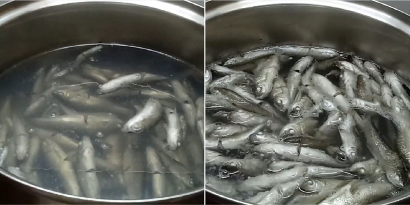 Luộc cá linh trong nồi nước sôi