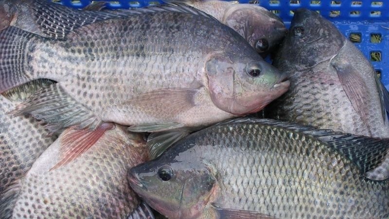 Bí quyết chọn cá rô phi tươi ngon