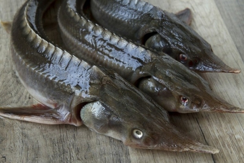 Bí quyết chọn mua cá tầm tươi ngon