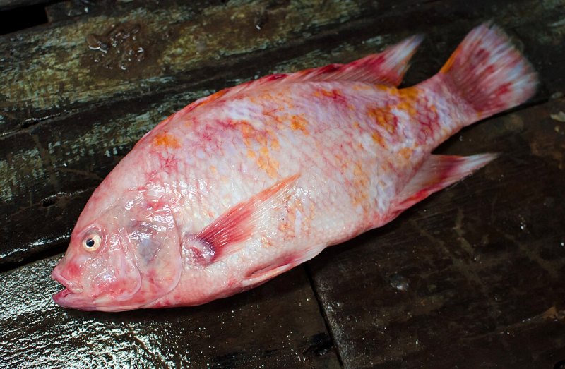 Bí quyết chọn mua cá diêu hồng tươi ngon