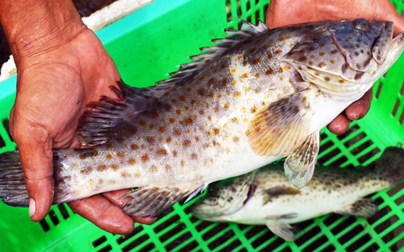 Cá mú tươi nguyên con