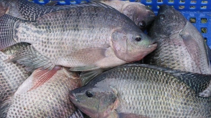 Cá rô phi tươi nguyên con