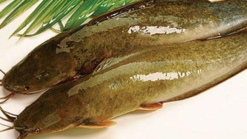 Mẹo chọn mua cá trê tươi ngon