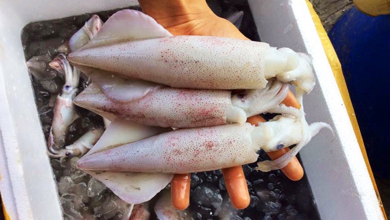 Những con mực ống tươi ngon, kích thước lớn dùng để làm nguyên liệu nấu lẩu mực chua cay