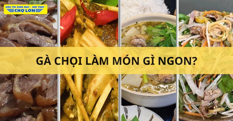 Các món ăn làm từ gà chọi