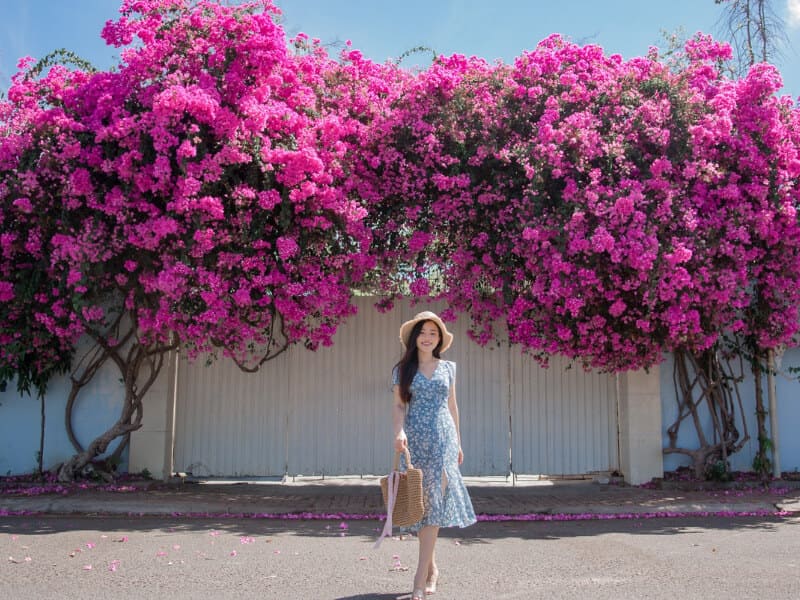 Con đường hoa giấy