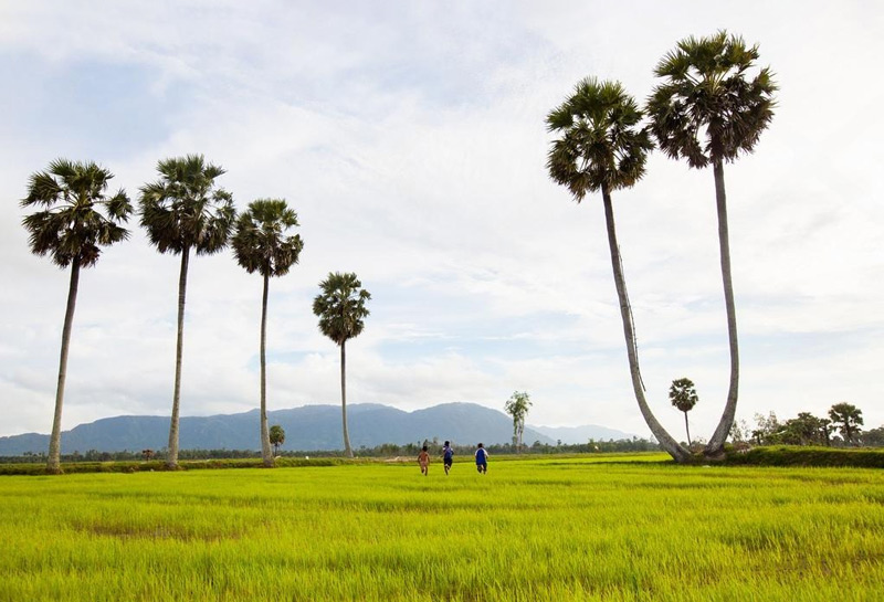 Đồng lúa chín Châu Đốc