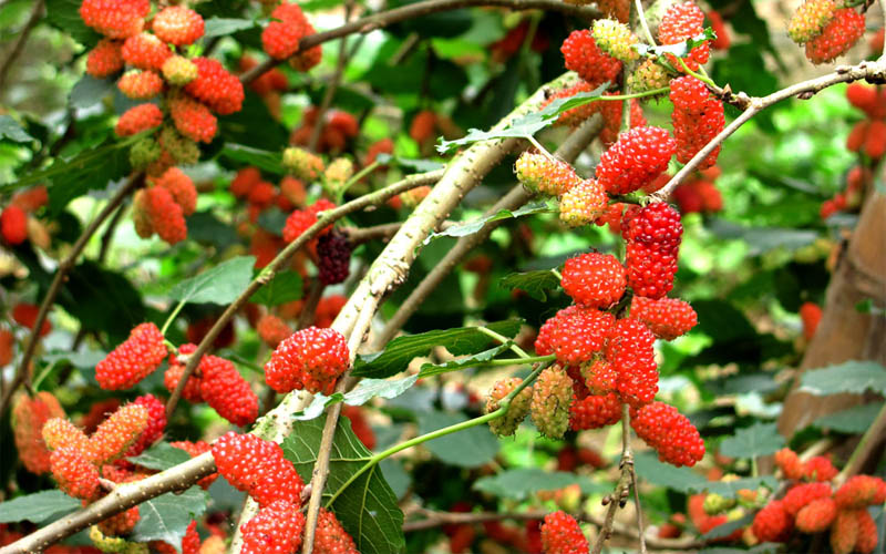 Dâu tằm là thực phẩm giàu vitamin C