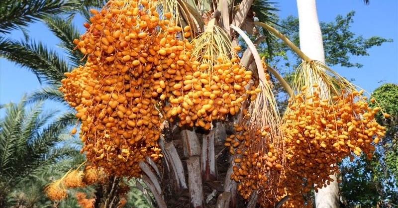 Những điều thú vị cần biết về cây Chà Là